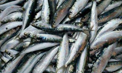 Asta del pesce Incanto del pesce Marinella di Selinunte Sapori di Sicilia Tradizioni locali