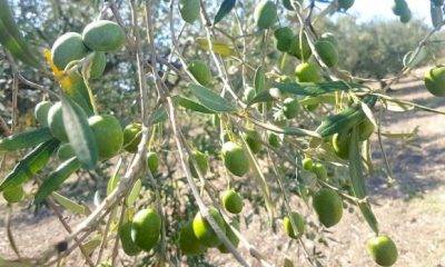 Produzione olive. Previsto calo del 60% nella Valle del Belice