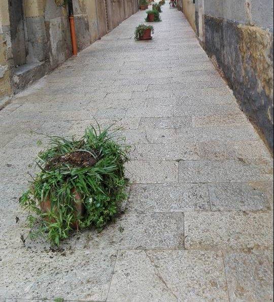 Nuove piante lungo la via Vespri a Castelvetrano