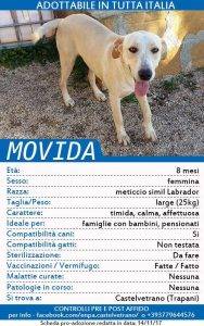 ENPA di Castelvetrano, appello per trovare casa a 20 cuccioli 9
