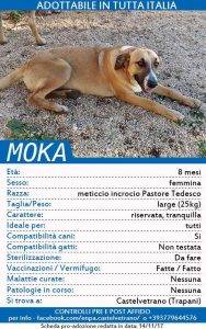ENPA di Castelvetrano, appello per trovare casa a 20 cuccioli 12