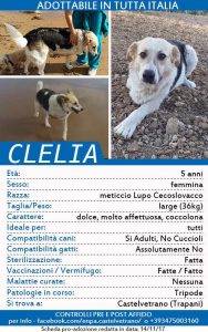 ENPA di Castelvetrano, appello per trovare casa a 20 cuccioli 16