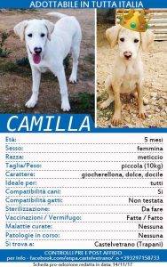 ENPA di Castelvetrano, appello per trovare casa a 20 cuccioli 17