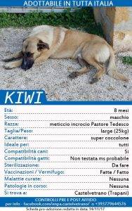 ENPA di Castelvetrano, appello per trovare casa a 20 cuccioli 18