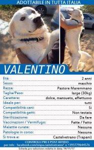 ENPA di Castelvetrano, appello per trovare casa a 20 cuccioli 19