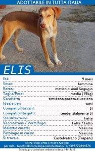 ENPA di Castelvetrano, appello per trovare casa a 20 cuccioli 2