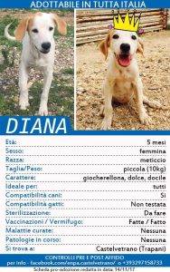 ENPA di Castelvetrano, appello per trovare casa a 20 cuccioli 3