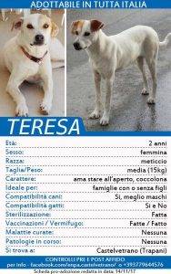 ENPA di Castelvetrano, appello per trovare casa a 20 cuccioli 5