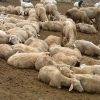19 pecore uccise da un branco di cani randagi a Castelvetrano 1