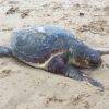 Tartaruga senza vita sulla spiaggia di Triscina