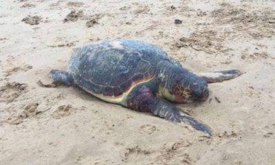 Tartaruga senza vita sulla spiaggia di Triscina