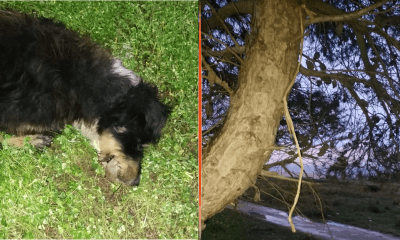 Cane impiccato ad un albero. I volontari: “Si offre ricompensa per trovare il colpevole"