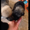 Castelvetrano. 8 cuccioli appena nati dentro una scatola chiusa e con un peso sopra