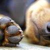 Quindici cani uccisi con polpette avvelenate a Sciacca