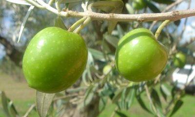 Concorso per valorizzare i migliori oli extravergine di oliva prodotti nel territorio Selinuntino