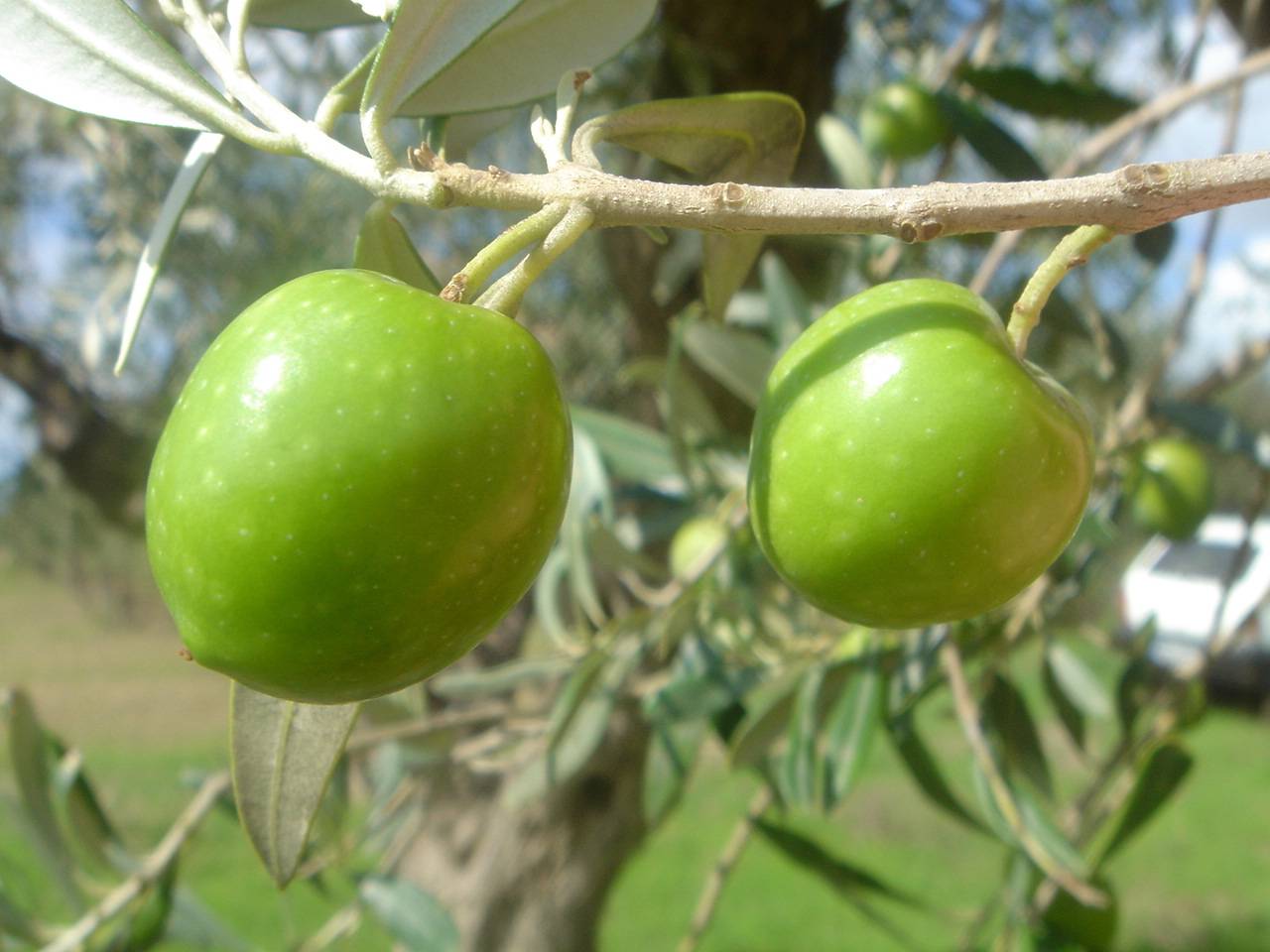 Concorso per valorizzare i migliori oli extravergine di oliva prodotti nel territorio Selinuntino