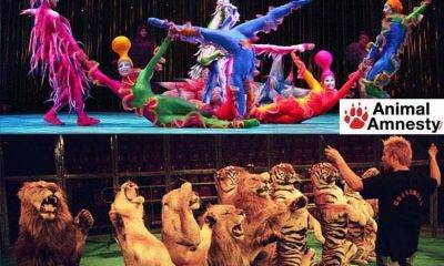 ENPA Castelvetrano: "Boicottare il circo con animali"