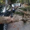 Cede grosso ramo, tragedia sfiorata a Castelvetrano