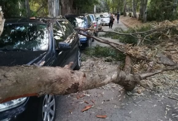 Cede grosso ramo, tragedia sfiorata a Castelvetrano