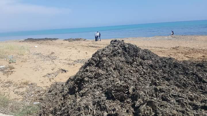 Posidonia trasferita sulla spiaggia di Triscina: petizione popolare per la rimozione