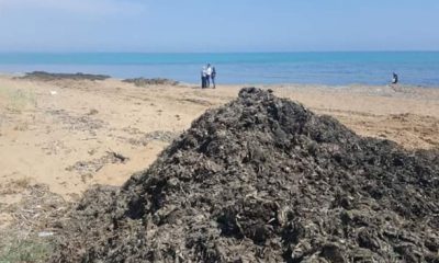 Trasferimento della posidonia dal porticciolo di Selinunte alla vicina spiaggia di Triscina. La protesta dei cittadini