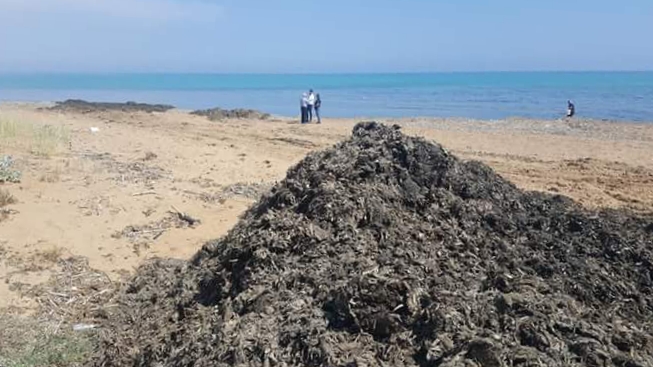 Trasferimento della posidonia dal porticciolo di Selinunte alla vicina spiaggia di Triscina. La protesta dei cittadini