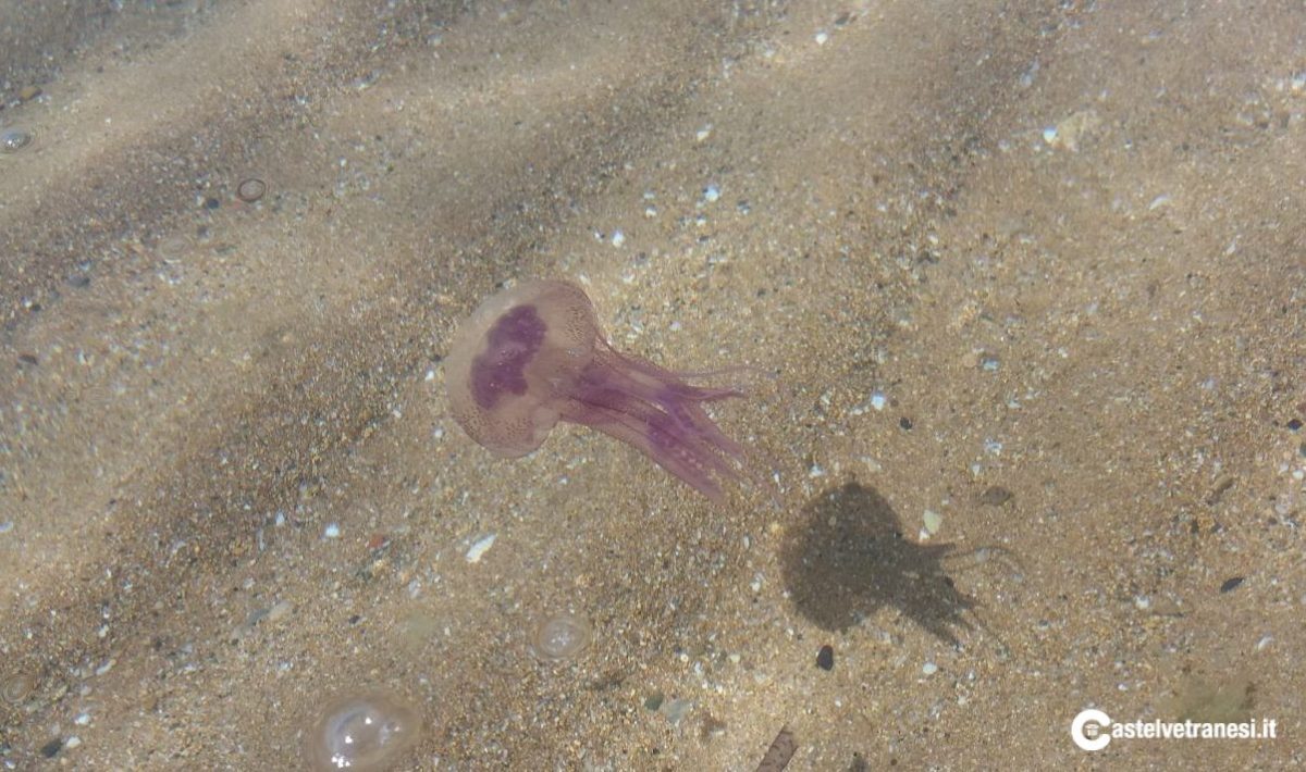 Fascino e tranquillità in acque cristalline, a Selinunte ...