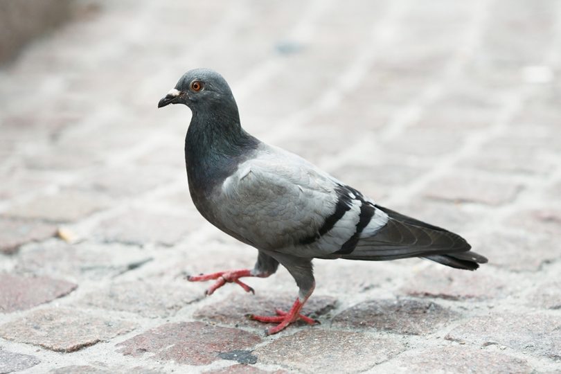 Castelvetrano, strana moria di piccioni. Il TDM: "Cosa sta accadendo?"