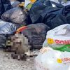 Castelvetrano, testa di ovino tra i rifiuti per strada 1