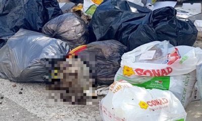 Castelvetrano, testa di ovino tra i rifiuti per strada 1