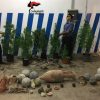 Tre Fontane, arrestati due fratelli per coltivazione di cannabis. Recuperati anche dei reperti archeologici